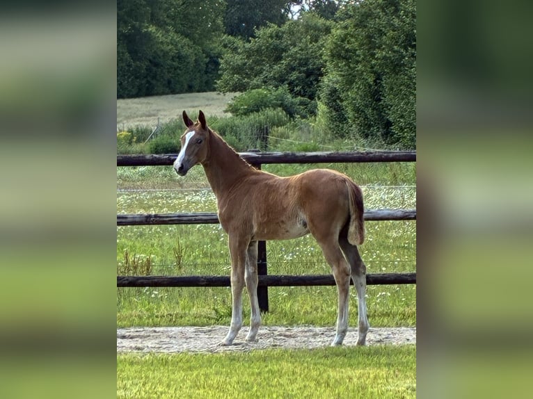 Oldenburg Mare  Chestnut-Red in NehmsBlunk