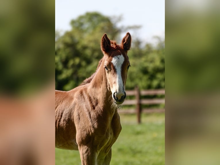 Oldenburg Mare  Chestnut-Red in NehmsBlunk