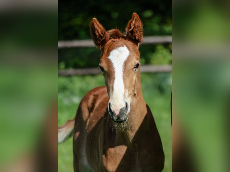 Oldenburg Mare  Chestnut-Red in NehmsBlunk