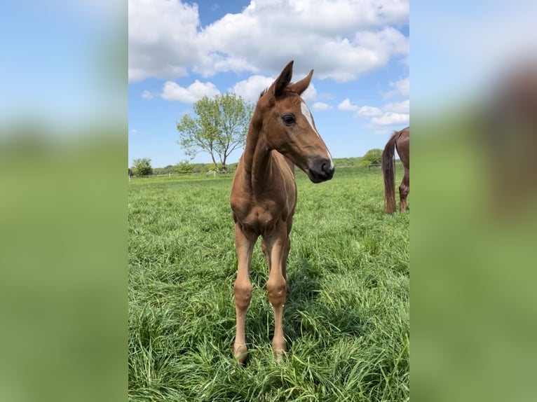 Oldenburg Mare Foal (04/2024) Chestnut-Red in Calberlah