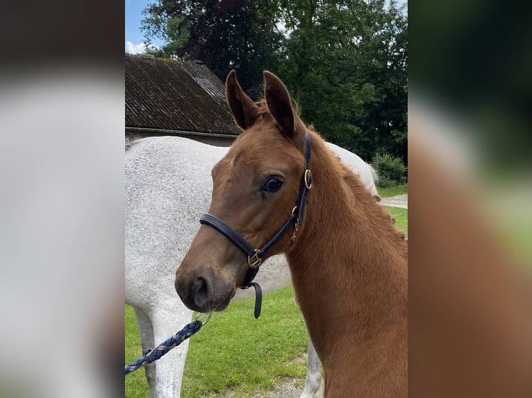 Oldenburg Mare Foal (01/2024) Chestnut-Red in Emstek