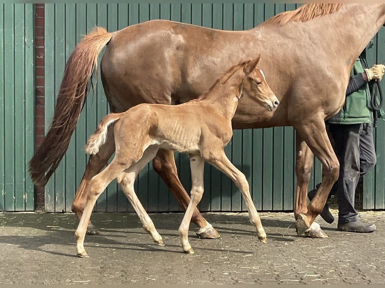 Oldenburg Mare Foal (04/2024) Chestnut-Red in Löningen