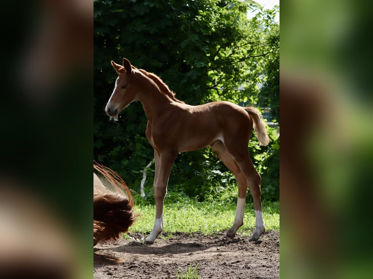 Oldenburg Mare  Chestnut-Red in L&#xF6;ningen