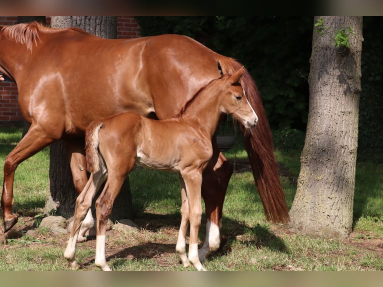 Oldenburg Mare  Chestnut-Red in L&#xF6;ningen