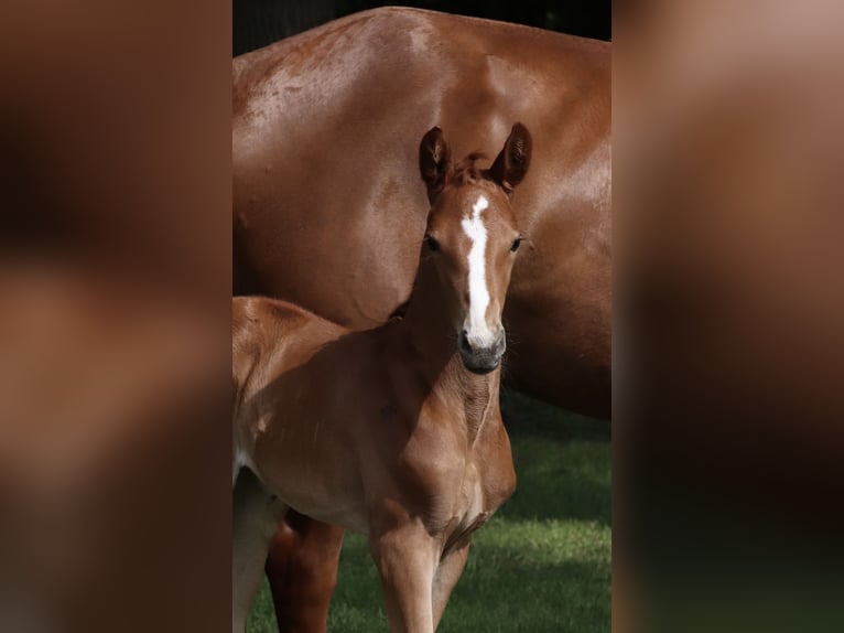 Oldenburg Mare  Chestnut-Red in L&#xF6;ningen