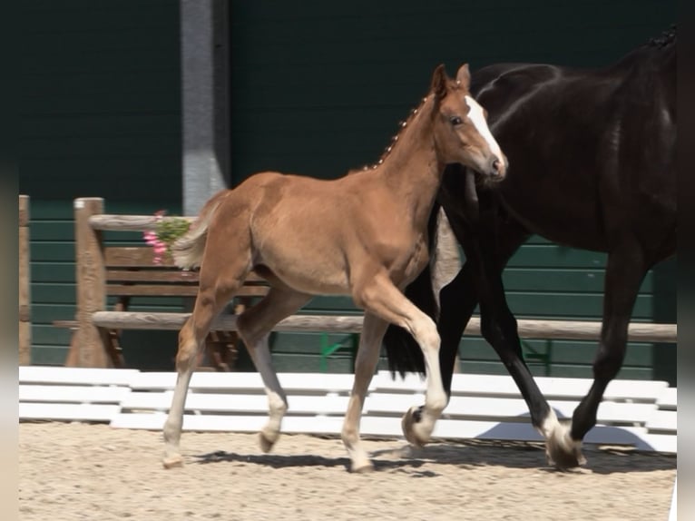 Oldenburg Mare Foal (03/2025) Chestnut-Red in Steinfeld (Oldenburg)