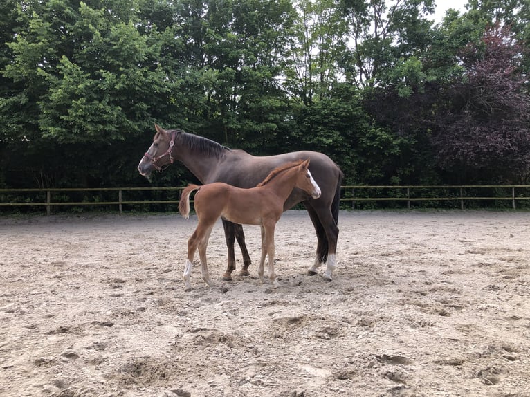 Oldenburg Mare Foal (04/2024) Chestnut-Red in Varel Dangastermoor