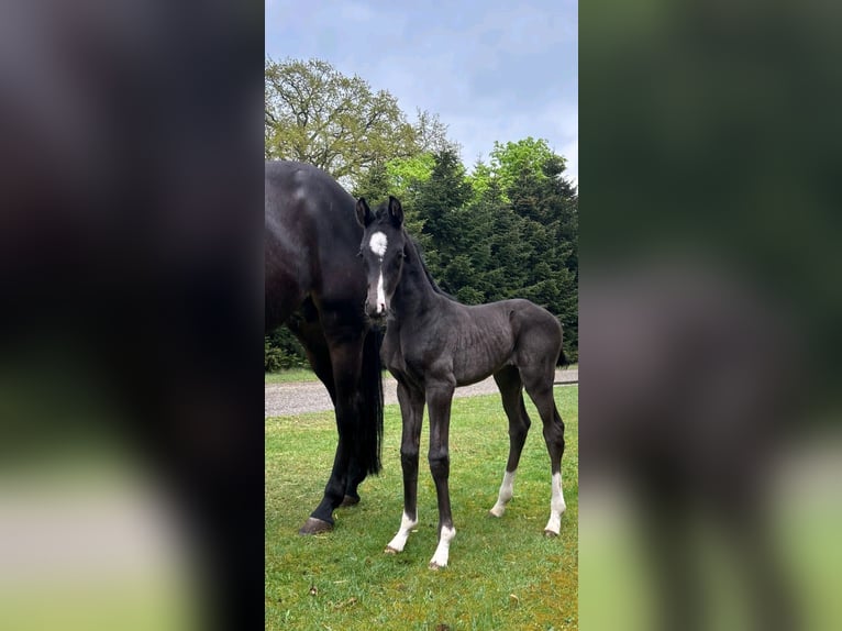 Oldenburg Mare Foal (04/2025) in B&#xF6;sel