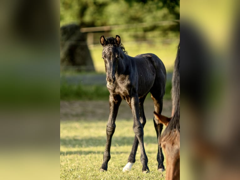 Oldenburg Mare Foal (06/2023) in Eiterfeld
