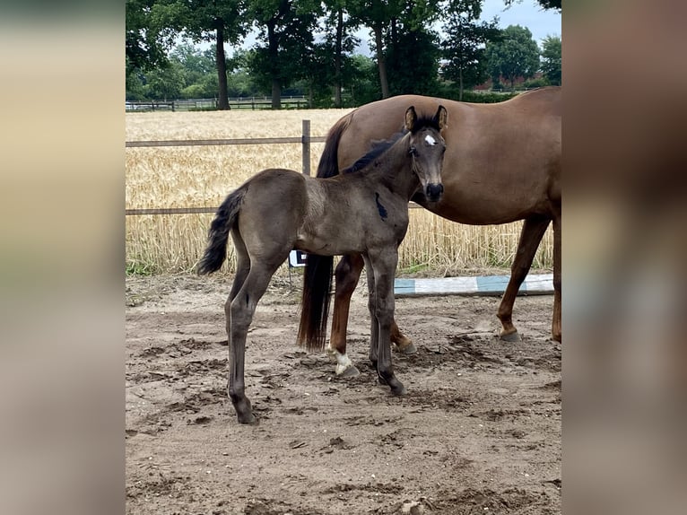Oldenburg Mare Foal (05/2025) in Steinfeld (Oldenburg)