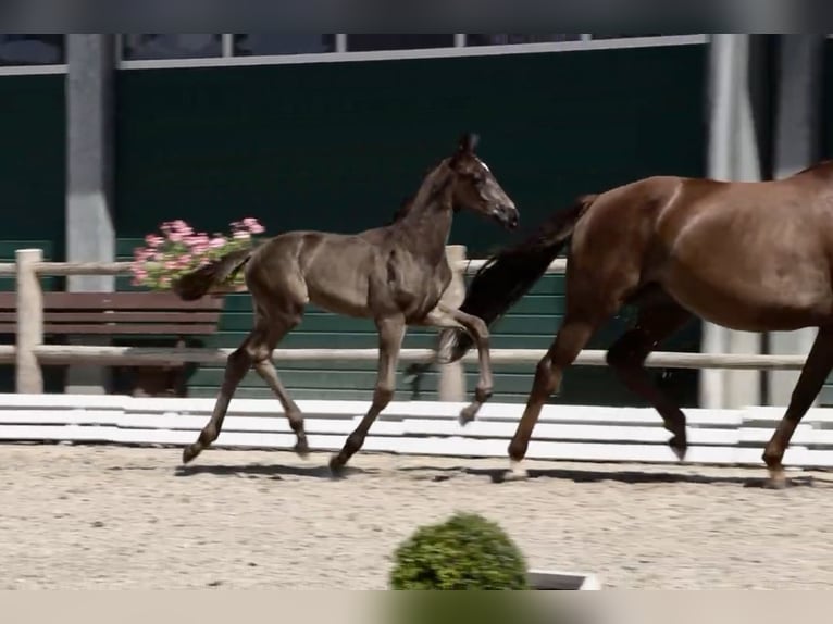 Oldenburg Mare Foal (05/2025) in Steinfeld (Oldenburg)