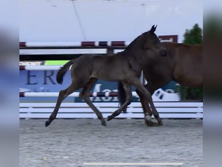 Oldenburg Mare Foal (05/2025) in Steinfeld (Oldenburg)