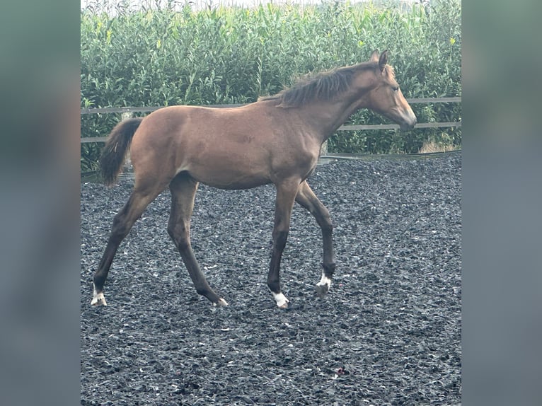 Oldenburg Mare Foal (04/2024) in Großenkneten