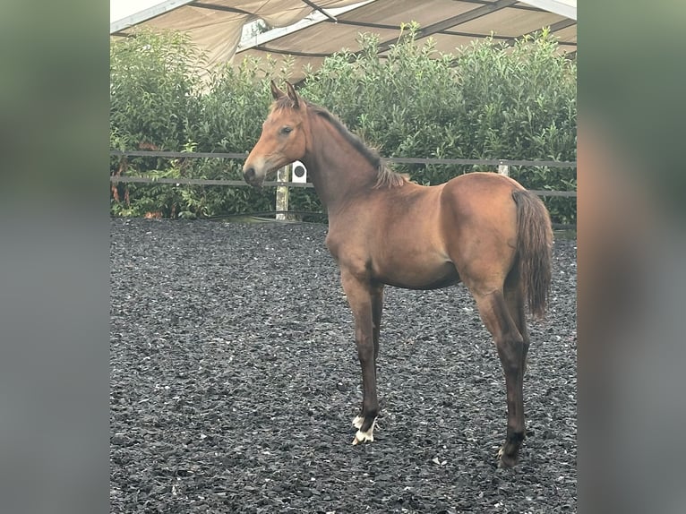 Oldenburg Mare Foal (04/2024) in Großenkneten