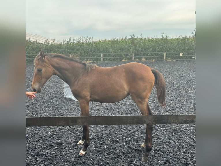 Oldenburg Mare Foal (04/2024) in Großenkneten