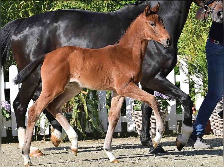 Oldenburg Mare  in Hetzerath