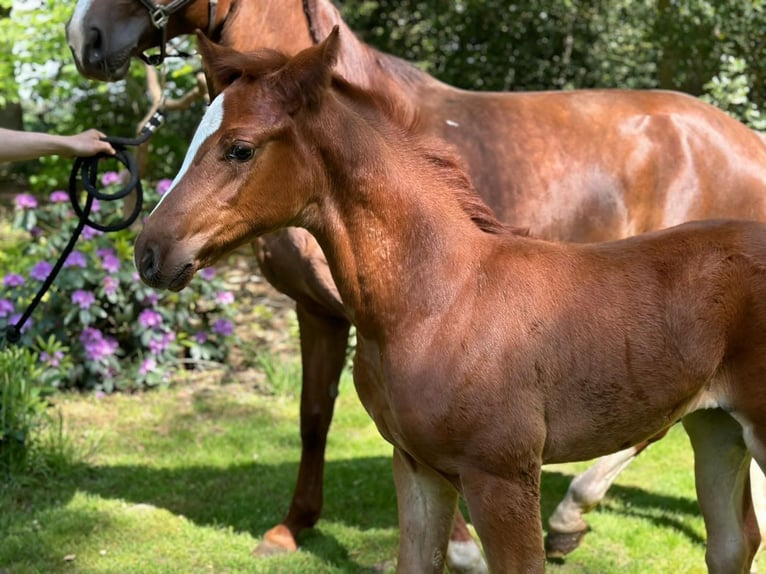 Oldenburg Mare Foal (03/2024) in Kalmthout