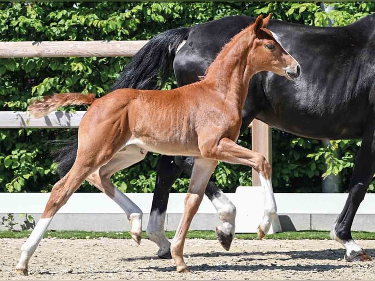 Oldenburg Mare  in Kottingbrunn