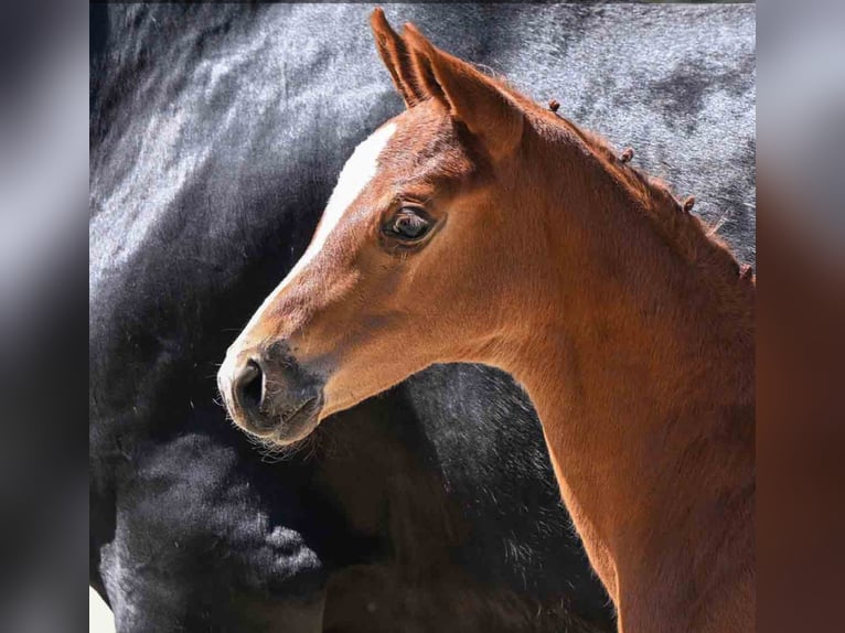 Oldenburg Mare  in Kottingbrunn