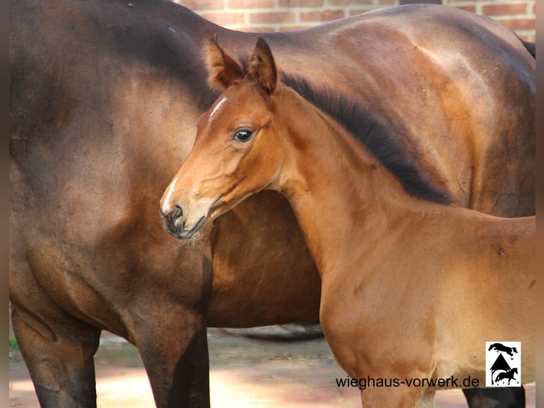 Oldenburg Mare Foal (01/2024) in Neuenkirchen-Vörden