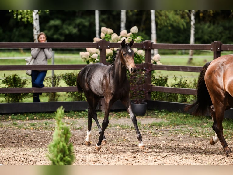 Oldenburg Mare Foal (04/2026)  in Panevezio raj.