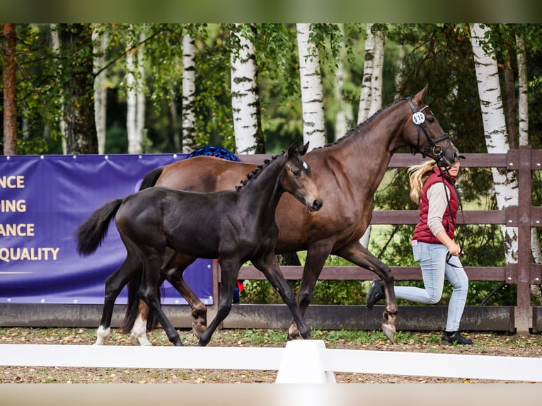 Oldenburg Mare Foal (04/2026)  in Panevezio raj.
