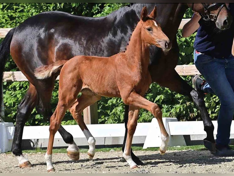 Oldenburg Mare  in S&#xF6;gel