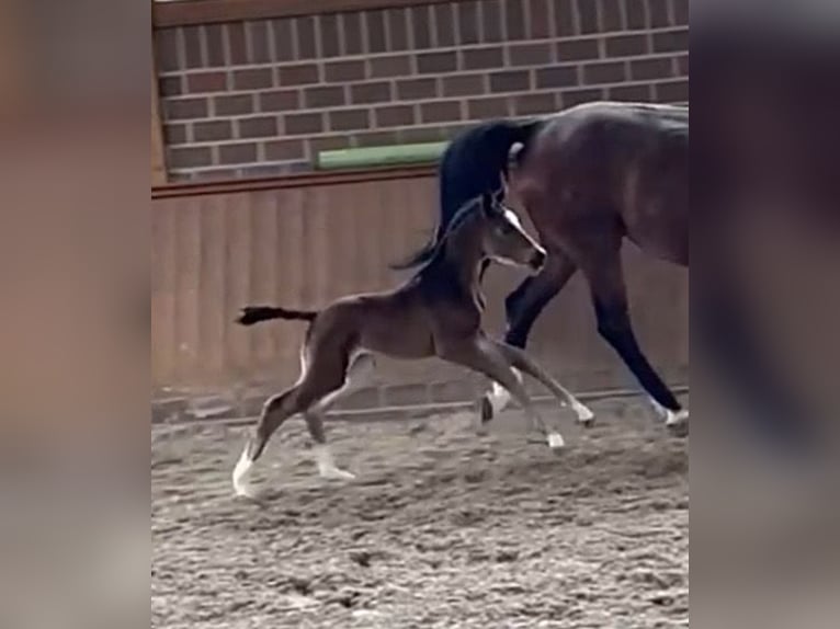 Oldenburg Mare Foal (04/2026)  in Vechta