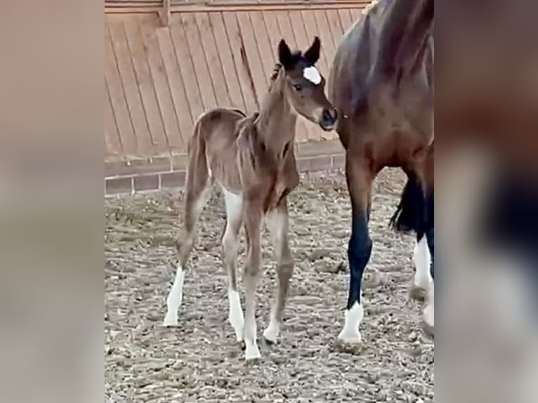 Oldenburg Mare Foal (04/2026)  in Vechta