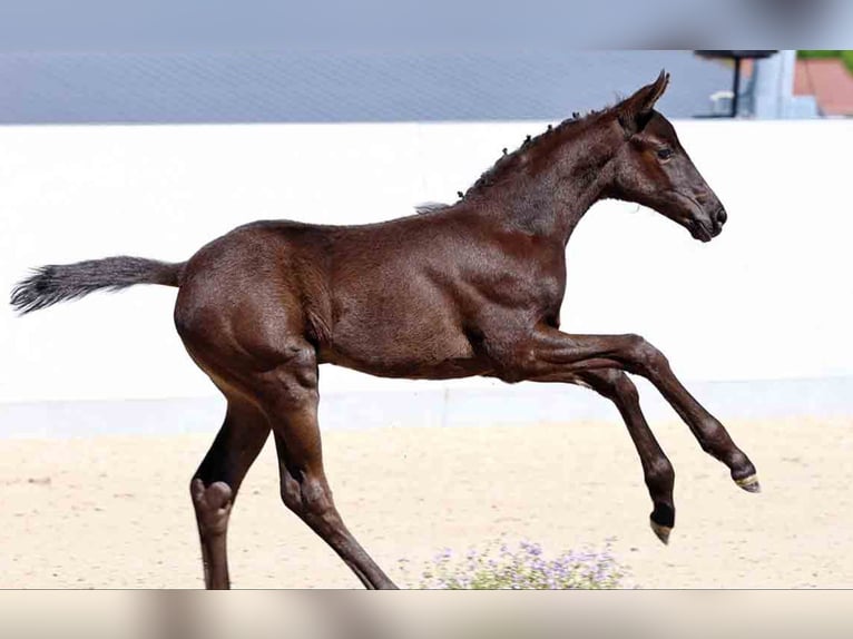 Oldenburg Mare  in Werau