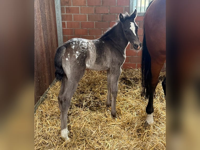 Oldenburg Mare Foal (03/2026)  in Vechta