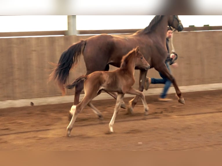 Oldenburg Mare  Gray in Neuenkirchen-V&#xF6;rden