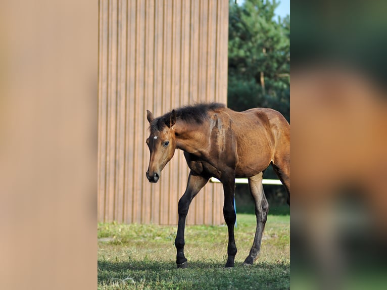 Oldenburg Mare Foal (01/2024) in Grabówka