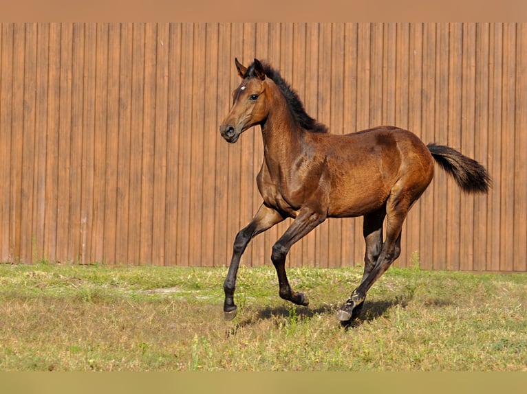 Oldenburg Mare Foal (01/2024) in Grabówka