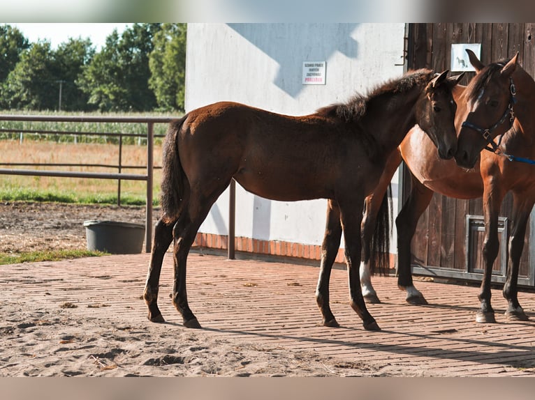 Oldenburg Mare Foal (01/2024) in Grabówka