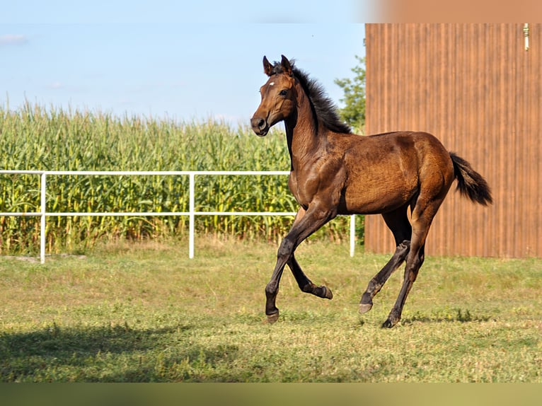 Oldenburg Mare Foal (01/2024) in Grabówka