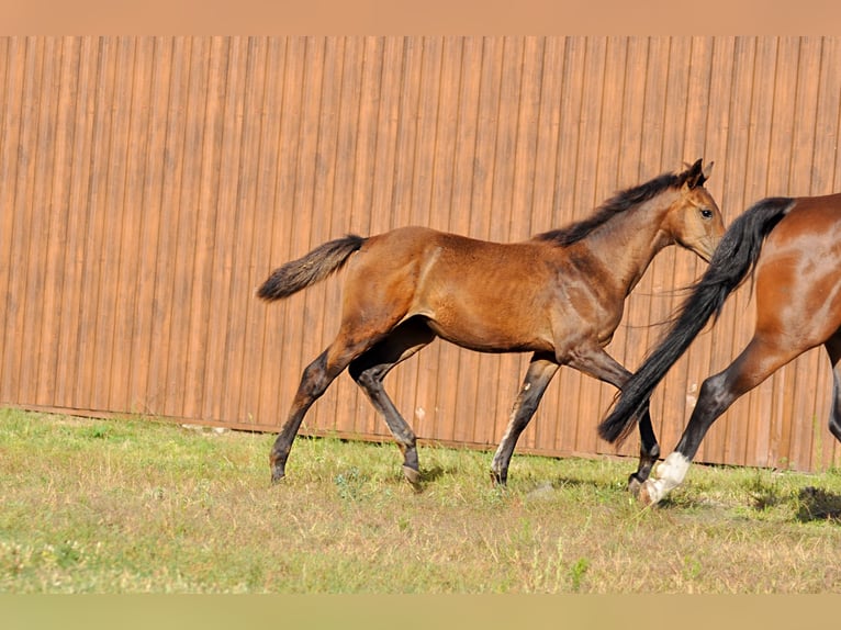 Oldenburg Mare Foal (01/2024) in Grabówka