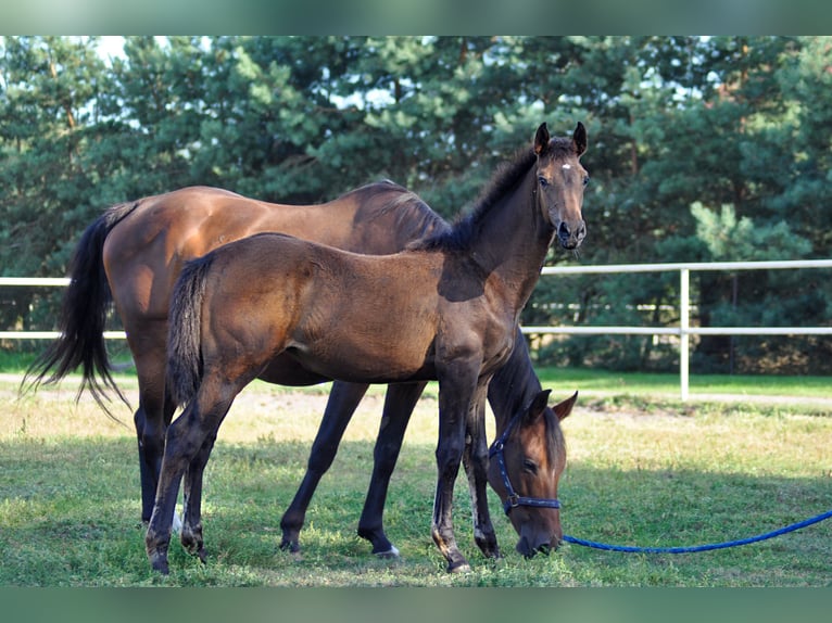 Oldenburg Mare Foal (01/2024) in Grabówka