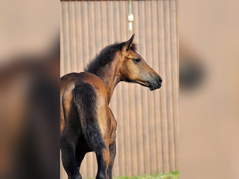 Oldenburg Mare Foal (01/2024) in Grabówka