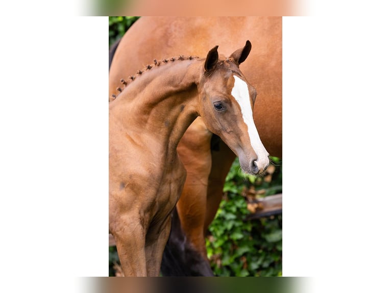 Oldenburg Mare Foal (06/2025) in Heerde