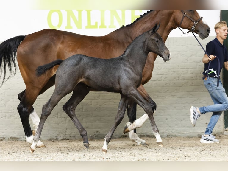 Oldenburg Mare Foal (07/2025) in Heerde