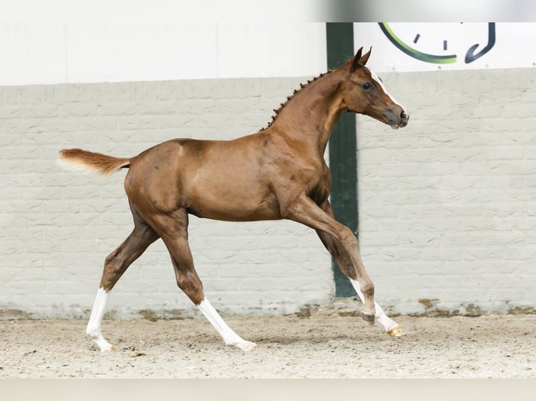 Oldenburg Mare Foal (06/2025) in Heerde