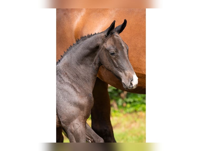 Oldenburg Mare Foal (07/2025) in Heerde