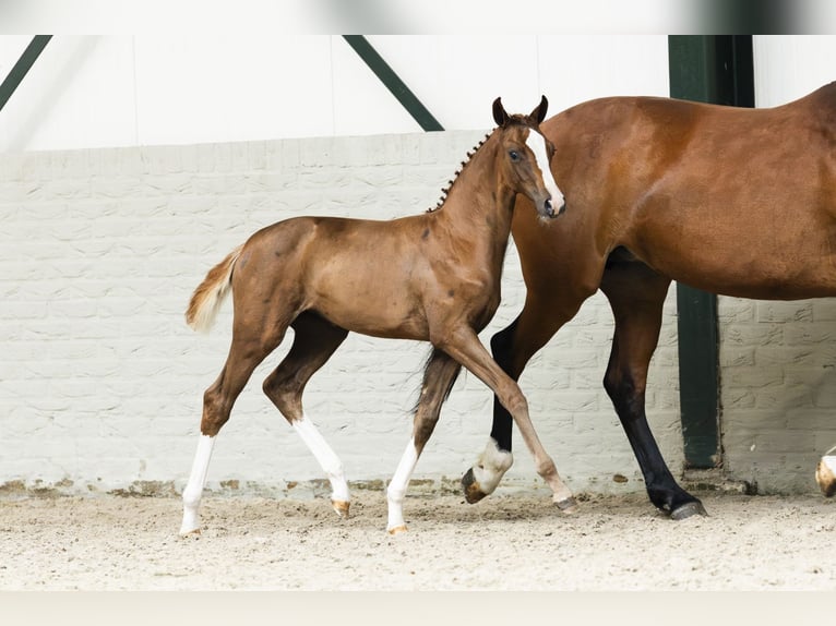 Oldenburg Mare Foal (06/2025) in Heerde