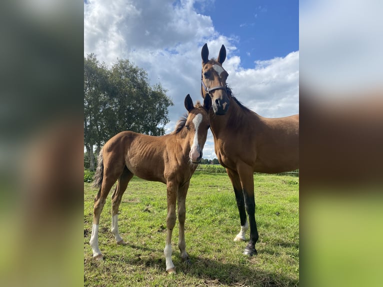 Oldenburg Mix Mare Foal (05/2024) in Ovelgönne