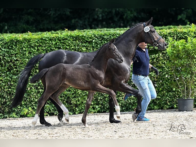 Oldenburg Mare  Smoky-Black in B&#xF6;sel