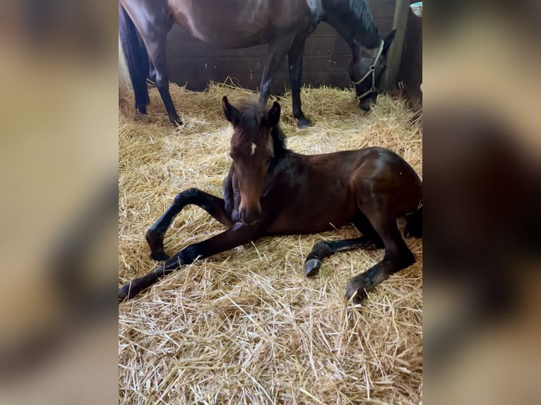 Oldenburg Mare Foal (03/2024) Smoky-Black in Cloppenburg