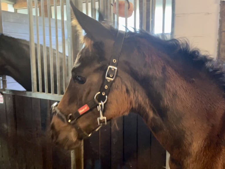 Oldenburg Mare Foal (03/2024) Smoky-Black in Cloppenburg