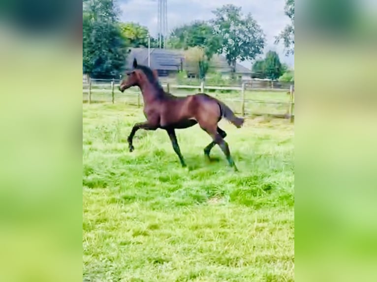 Oldenburg Mare Foal (03/2024) Smoky-Black in Cloppenburg