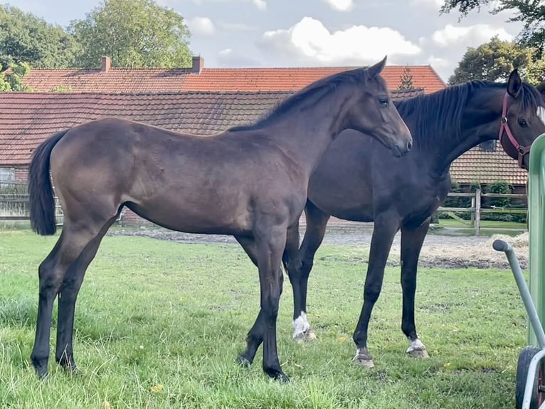 Oldenburg Mare Foal (03/2024) Smoky-Black in Cloppenburg